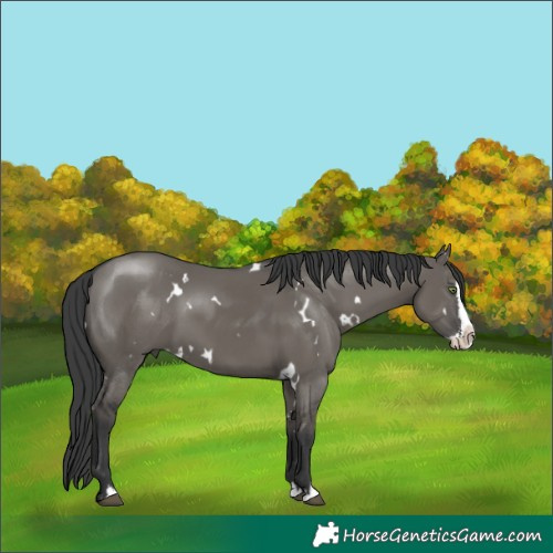 Horse Color:White Spotted Grullo Sabino Splash Rabicano