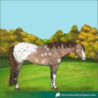 Horse Color:White Spotted Brown Dun Splash Tobiano Appaloosa Rabicano