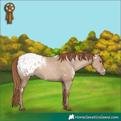 Horse Color:White Spotted Grullo Pearl Sabino Appaloosa Rabicano