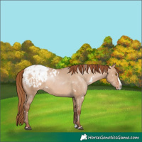 Horse Color:White Spotted Brown Pearl Dun Splash Appaloosa Rabicano