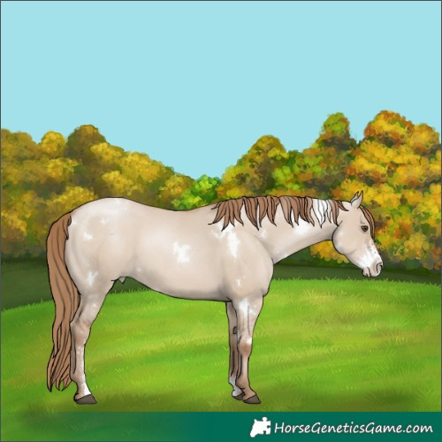 Horse Color:White Spotted Grullo Pearl Sabino Rabicano