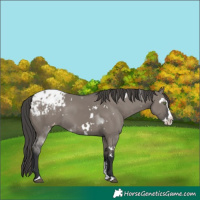 Horse Color:White Spotted Grullo Sabino Splash Appaloosa Rabicano 