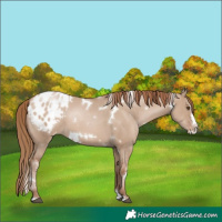 Horse Color:White Spotted Grullo Pearl Splash Appaloosa