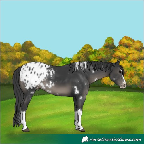Horse Color:White Spotted Black Splash Appaloosa 