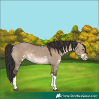 Horse Color:White Spotted Brown Dun Splash 