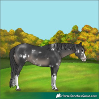 Horse Color:White Spotted Black Sabino Splash Appaloosa 