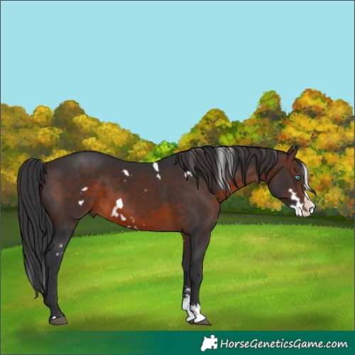 Horse Color:White Spotted Brown Sabino Splash 