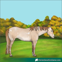 Horse Color:White Spotted Bay Pearl Dun Splash
