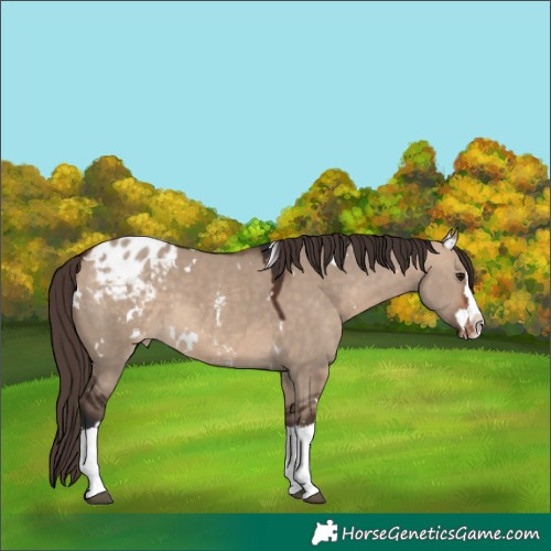 Horse Color:White Spotted Bay Dun Sabino Splash Appaloosa 