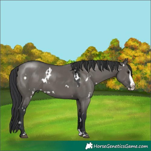 Horse Color:White Spotted Grullo Splash 