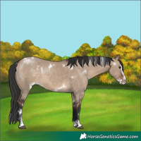 Horse Color:White Spotted Brown Dun Sabino Splash