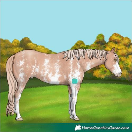 Horse Color:Gold Champagne Sabino 