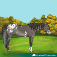Horse Color:White Spotted Grullo Sabino Splash Appaloosa 