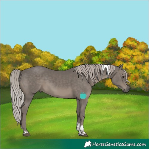 Horse Color:Silver Black Tobiano