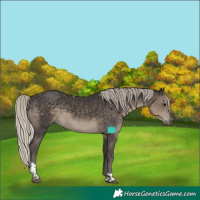 Horse Color:Silver Smoky Black Tobiano