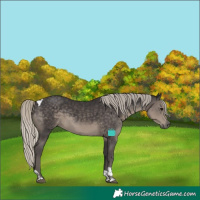 Horse Color:Silver Smoky Black Tobiano