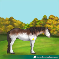 Horse Color:White Spotted Liver Chestnut Sabino Appaloosa Rabicano 
