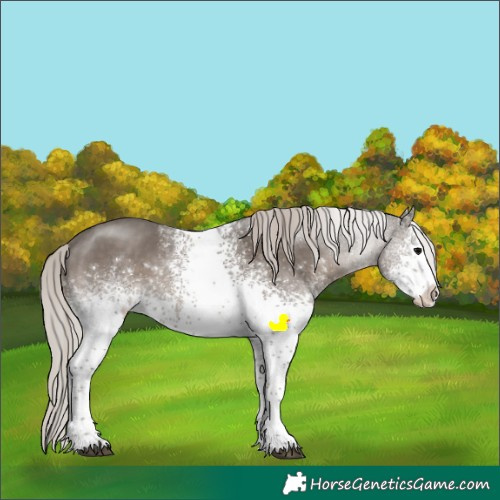 Horse Color:White Spotted Silver Black Sabino Appaloosa 