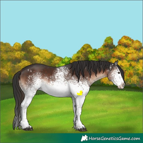 Horse Color:White Spotted Liver Chestnut Sabino Appaloosa Rabicano