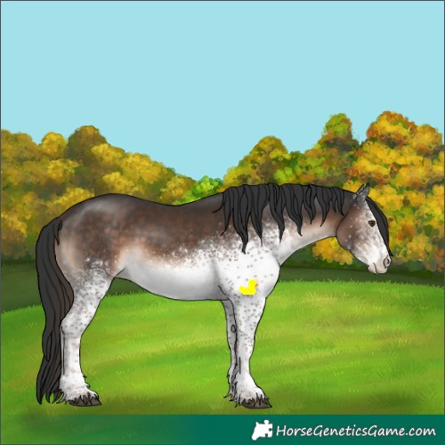 Horse Color:White Spotted Liver Chestnut Sabino Appaloosa