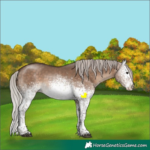 Horse Color:White Spotted Silver Brown Dun Sabino Appaloosa Rabicano