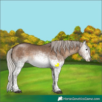 Horse Color:White Spotted Silver Brown Dun Sabino Varnish Rabicano 