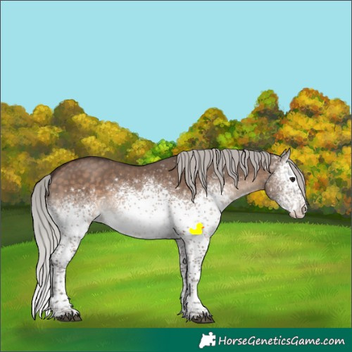 Horse Color:White Spotted Silver Brown Dun Sabino Appaloosa