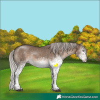 Horse Color:White Spotted Silver Brown Dun Sabino Appaloosa Rabicano 