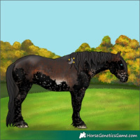 Horse Color:Void Brown Sabino Splash Tobiano