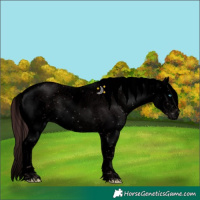 Horse Color:Void Platinum Chocolate Black Sabino Splash 