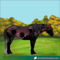 Horse Color:Void White Spotted Brown Sabino Splash 