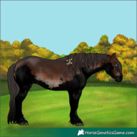 Horse Color:Void Brown Sabino Splash