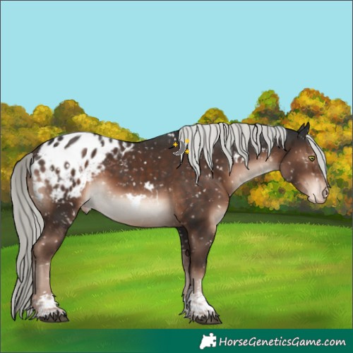 Horse Color:White Spotted Liver Chestnut Mushroom Sabino Appaloosa