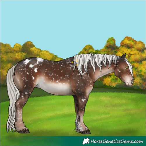Horse Color:White Spotted Liver Chestnut Mushroom Sabino Appaloosa 