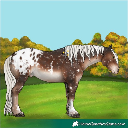 Horse Color:White Spotted Liver Chestnut Mushroom Sabino Appaloosa