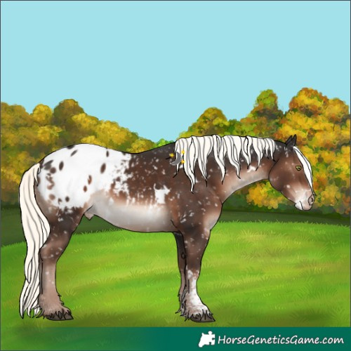 Horse Color:White Spotted Liver Chestnut Mushroom Sabino Appaloosa