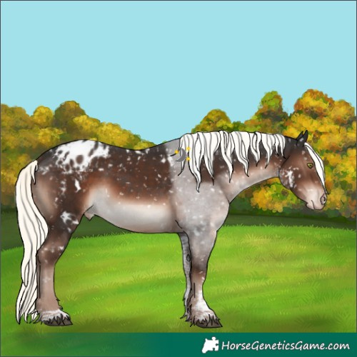 Horse Color:White Spotted Liver Chestnut Mushroom Sabino Appaloosa 