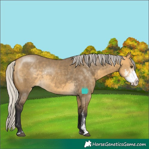 Horse Color:Silver Buckskin Dun Sabino Rabicano 