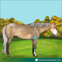 Horse Color:Silver Buckskin Dun Sabino Rabicano