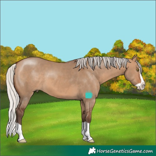Horse Color:Silver Brown Dun Splash