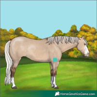 Horse Color:Silver Brown Dun Sabino Splash Rabicano 