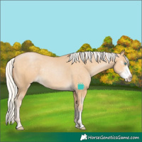 Horse Color:Silver Buckskin Pearl Sabino Rabicano