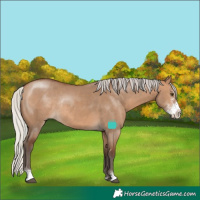 Horse Color:Silver Brown Dun Sabino Rabicano