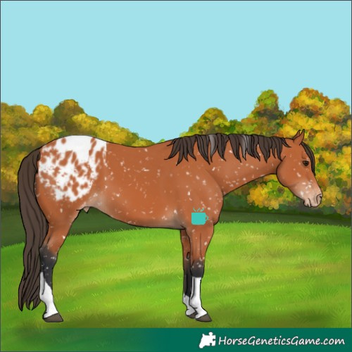 Horse Color:Bay Tobiano Appaloosa 