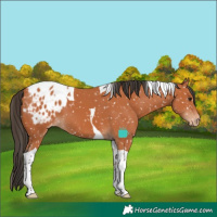 Horse Color:Bay Tobiano Blanket