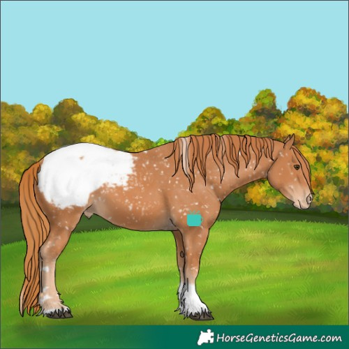 Horse Color:Chestnut Tobiano Appaloosa 