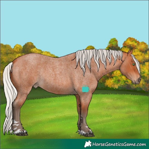 Horse Color:Silver Bay Roan Rabicano 