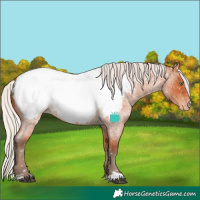 Horse Color:Silver Bay Roan Snowcap Rabicano