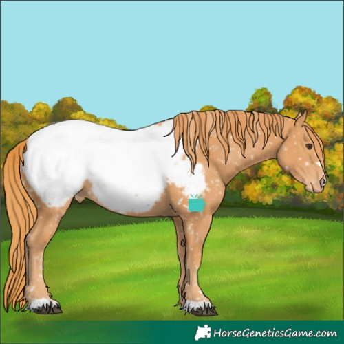 Horse Color:Chestnut Appaloosa