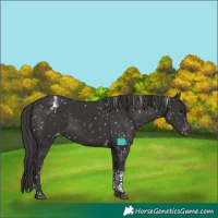 Horse Color:Smoky Black Tobiano Appaloosa